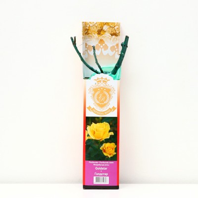 Саженец розы "Голдстар ", 1 шт, туба, Весна 2023