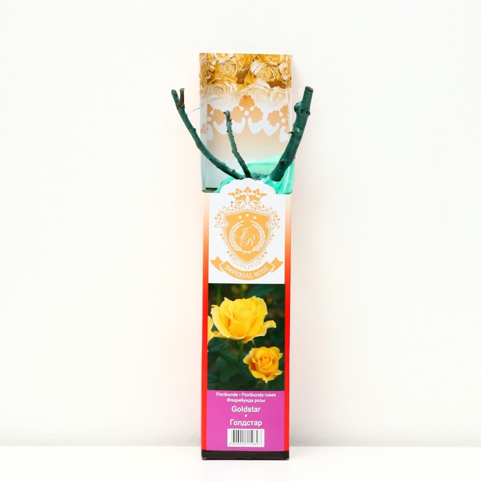 Саженец розы 