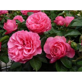 Саженец розы 