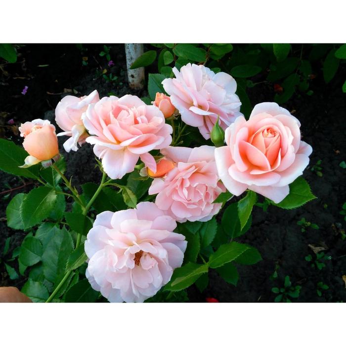 Саженец розы "Маргарет Меррилл " 1 шт Весна 2022 - Фото 1