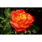 Саженец розы "Пигаль" 1 шт Весна 2022 - Фото 1