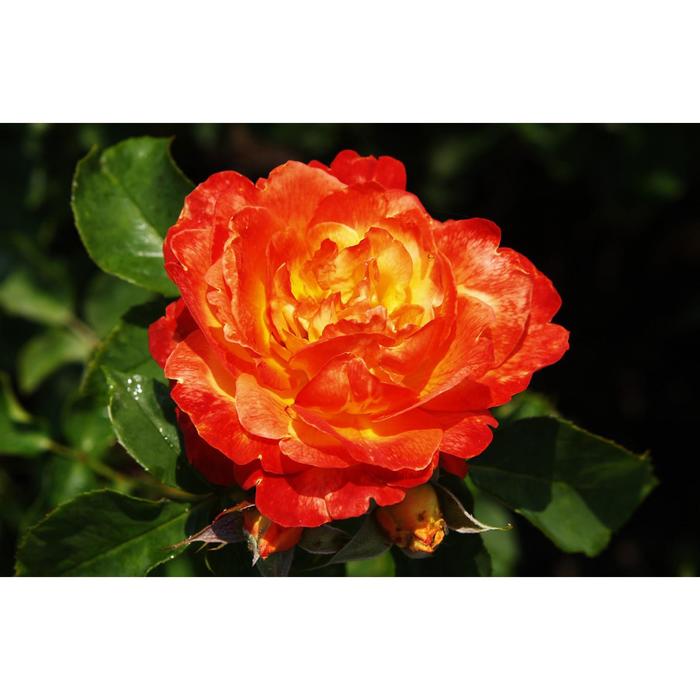 Саженец розы "Пигаль" 1 шт Весна 2022 - Фото 1