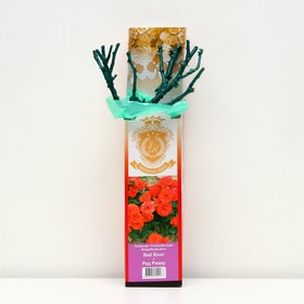 Саженец розы 