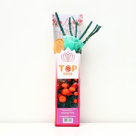 Саженец розы 