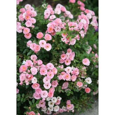 Саженец розы "Байрди " 1 шт Весна 2022