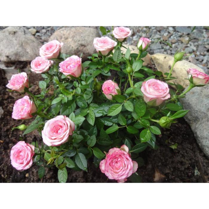 Саженец розы "Бубикопф " 1 шт Весна 2022 - Фото 1