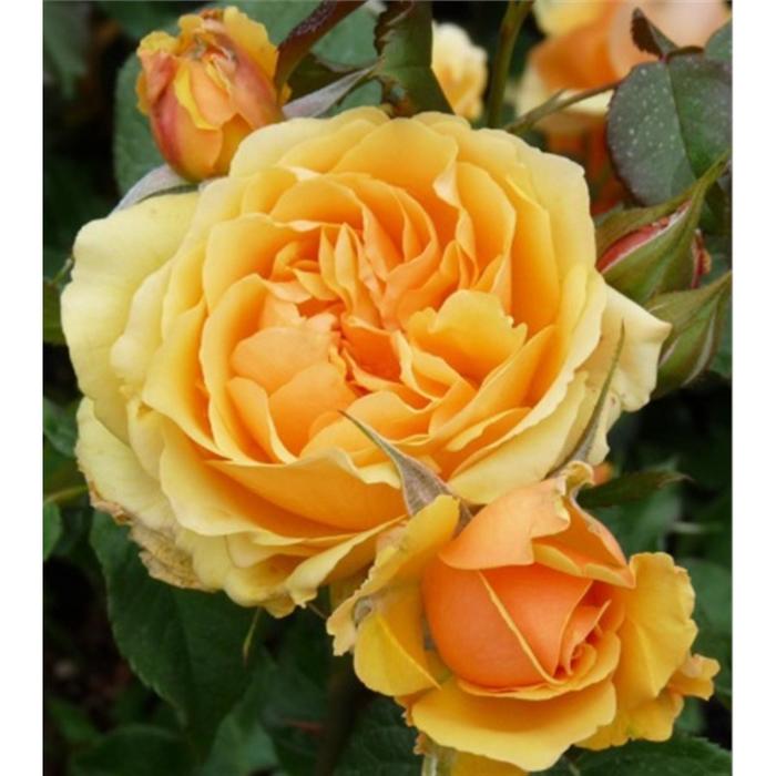 Саженец розы 