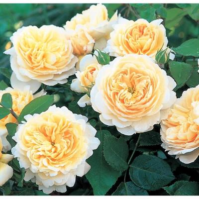 Саженец розы "Джейн " 1 шт Весна 2022