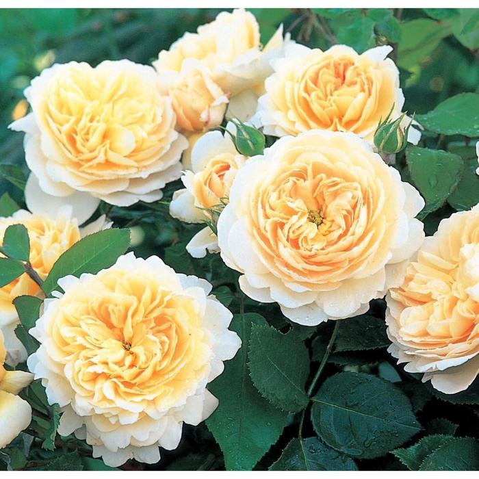 Саженец розы 