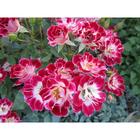 Саженец розы "Литл Артист " 1 шт Весна 2022 - Фото 1