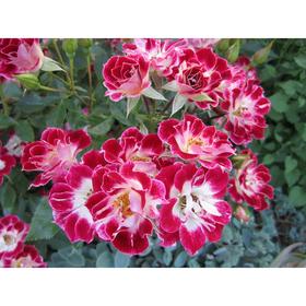 Саженец розы 