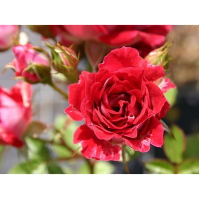 Саженец розы "Майди " 1 шт Весна 2022