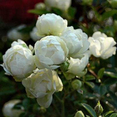 Саженец розы "Снипринцесса " 1 шт Весна 2022