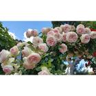 Саженец розы "Альков " 1 шт Весна 2022 - Фото 1