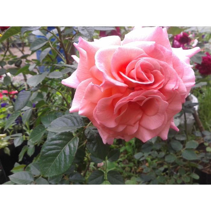 Саженец розы 