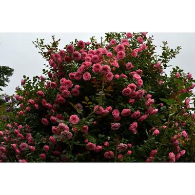 Саженец розы "Деспот " 1 шт Весна 2022