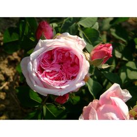 Саженец розы «Джулбер Сикер» 1 шт. Весна 2022