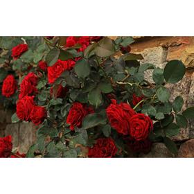 Саженец розы 