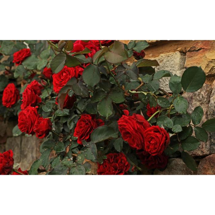 Саженец розы 