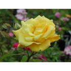 Саженец розы "Голдкрест " 1 шт Весна 2022 - Фото 1