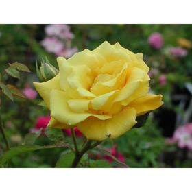 Саженец розы 