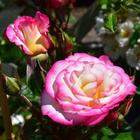 Саженец розы "Хэндэл " 1 шт Весна 2022 - Фото 1