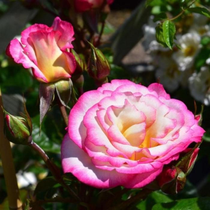 Саженец розы 