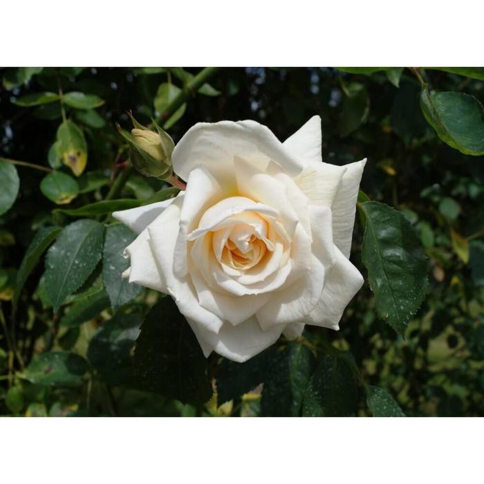 Розы Роз плетистых_Ильзе Крон Супериор - купить по выгодным ценам в интернет-маг