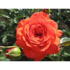 Саженец розы "Салита " 1 шт Весна 2022 - Фото 1