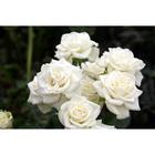 Саженец розы "Сноу Денс " 1 шт Весна 2022 - Фото 1