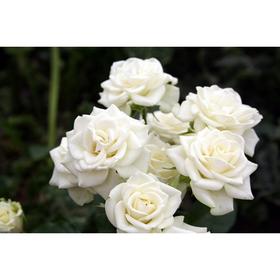 Саженец розы «Сноу Денс» 1 шт. Весна 2022