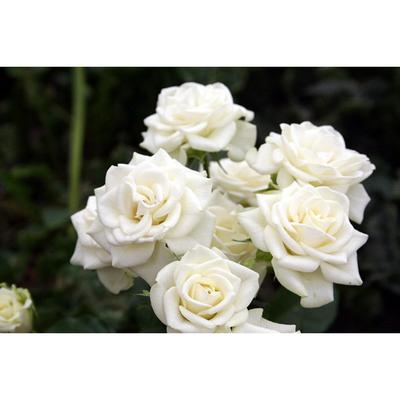 Саженец розы "Сноу Денс " 1 шт Весна 2022