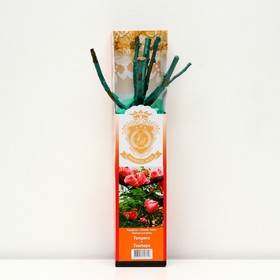 Саженец розы 