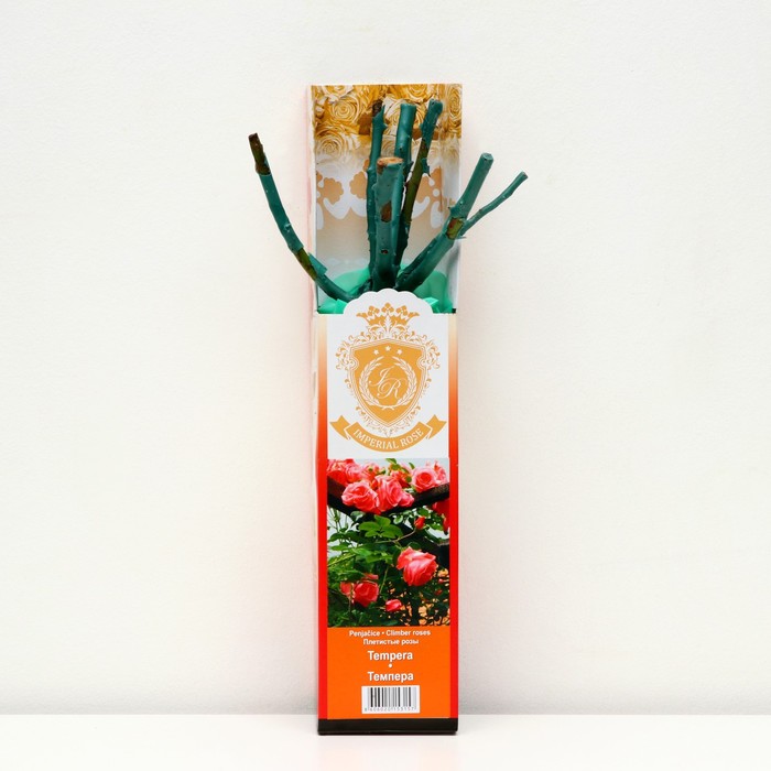 Саженец розы 