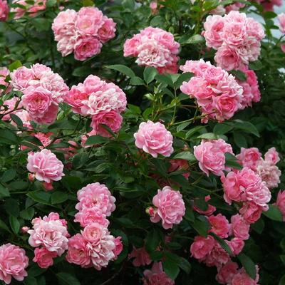 Саженец розы "Фейри " 1 шт Весна 2022