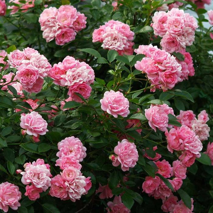 Саженец розы 