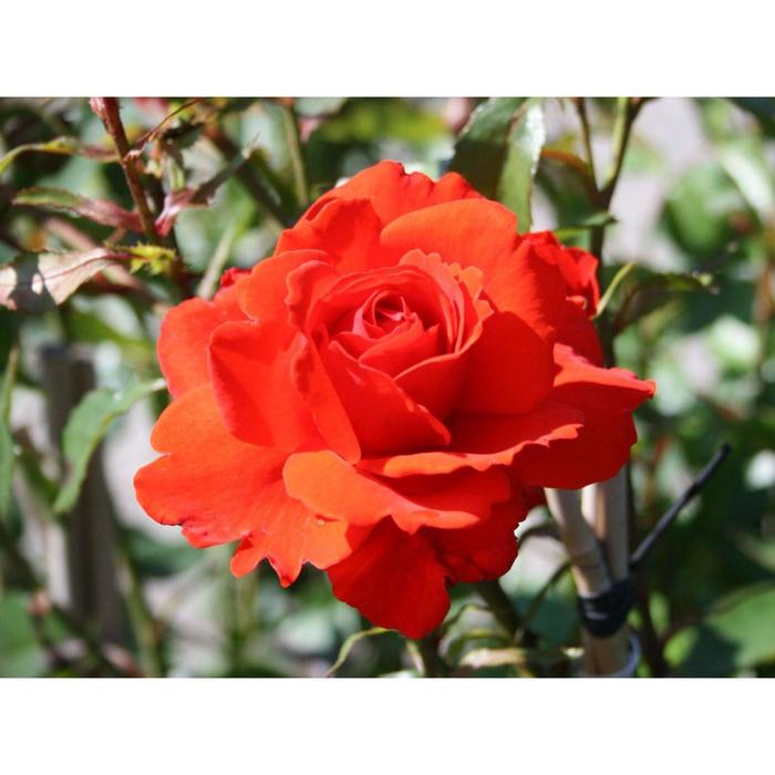 Саженец розы "Кордес Бриллиант " 1 шт Весна 2022 - Фото 1