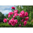 Саженец розы "Моджо " 1 шт Весна 2022 - Фото 1