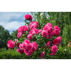 Саженец розы 