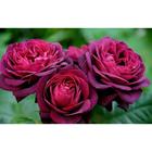 Саженец розы "Морелло " 1 шт Весна 2022 - Фото 1