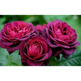 Саженец розы 