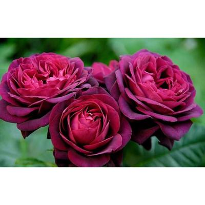 Саженец розы "Морелло " 1 шт Весна 2022