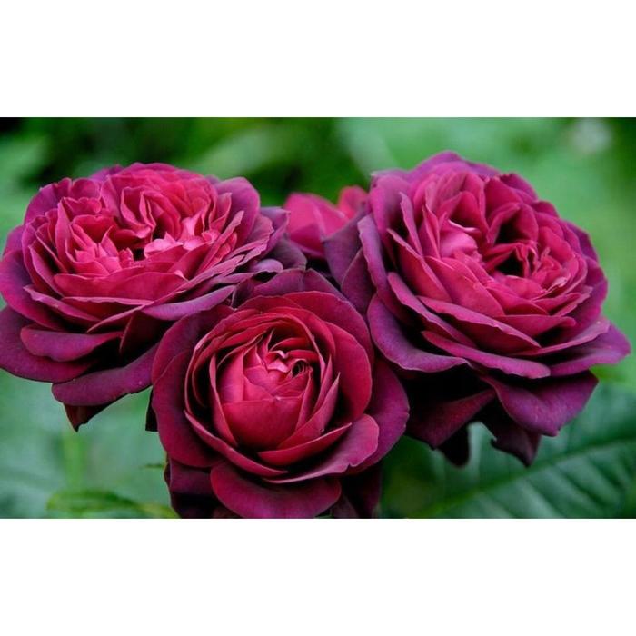 Саженец розы "Морелло " 1 шт Весна 2022 - Фото 1