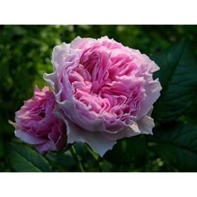 Саженец розы 