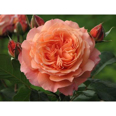 Саженец розы "Салмон " 1 шт Весна 2022