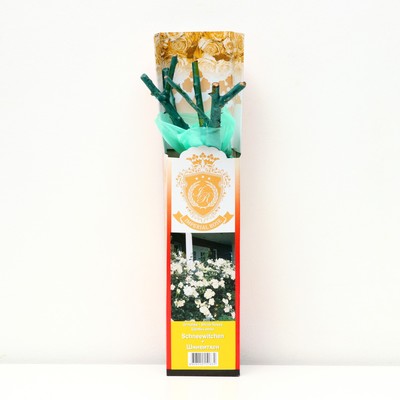 Саженец розы "Шнивитхен ", 1 шт, туба, Весна 2023