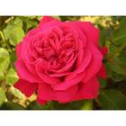 Саженец розы "Улмер Мунстер " 1 шт Весна 2022 - Фото 1