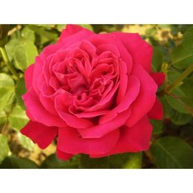 Саженец розы 