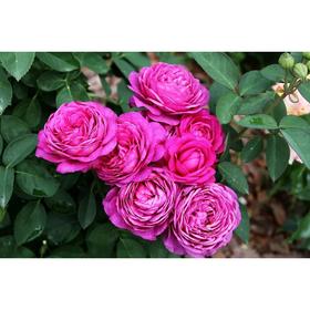 Саженец розы «Дамсон» 1 шт. Весна 2022