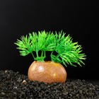 Растение искусственное аквариумное на камне, 5 x 4 x 7 см - фото 2104566